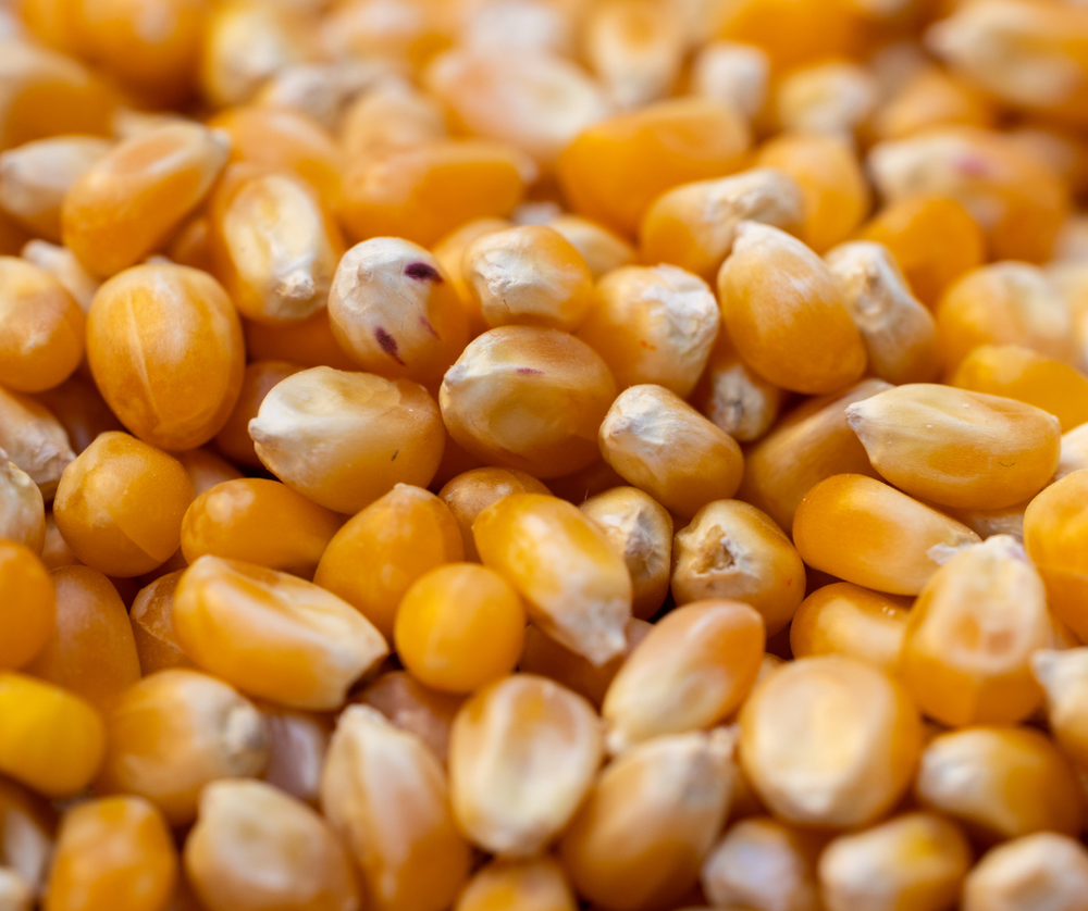 Mushroom Popcorn Kernels